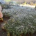 小盼菩提树盆栽植物室内花卉禅意摆件新中式办公室内桌面绿
