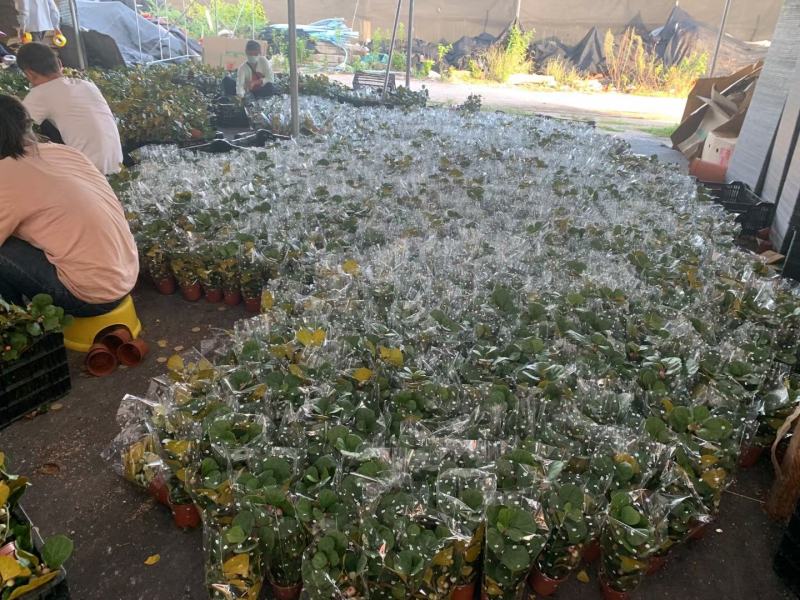小盼菩提树盆栽植物室内花卉禅意摆件新中式办公室内桌面绿