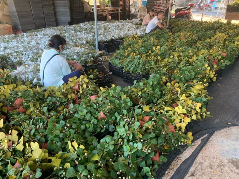 小盼菩提树盆栽植物室内花卉禅意摆件新中式办公室内桌面绿