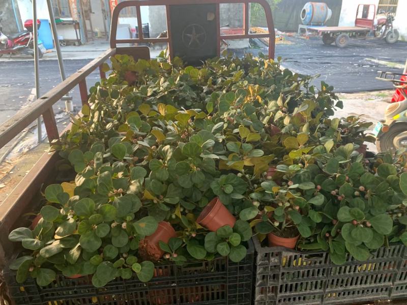 小盼菩提树盆栽植物室内花卉禅意摆件新中式办公室内桌面绿