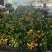 小盼菩提树盆栽植物室内花卉禅意摆件新中式办公室内桌面绿