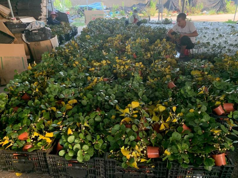 小盼菩提树盆栽植物室内花卉禅意摆件新中式办公室内桌面绿