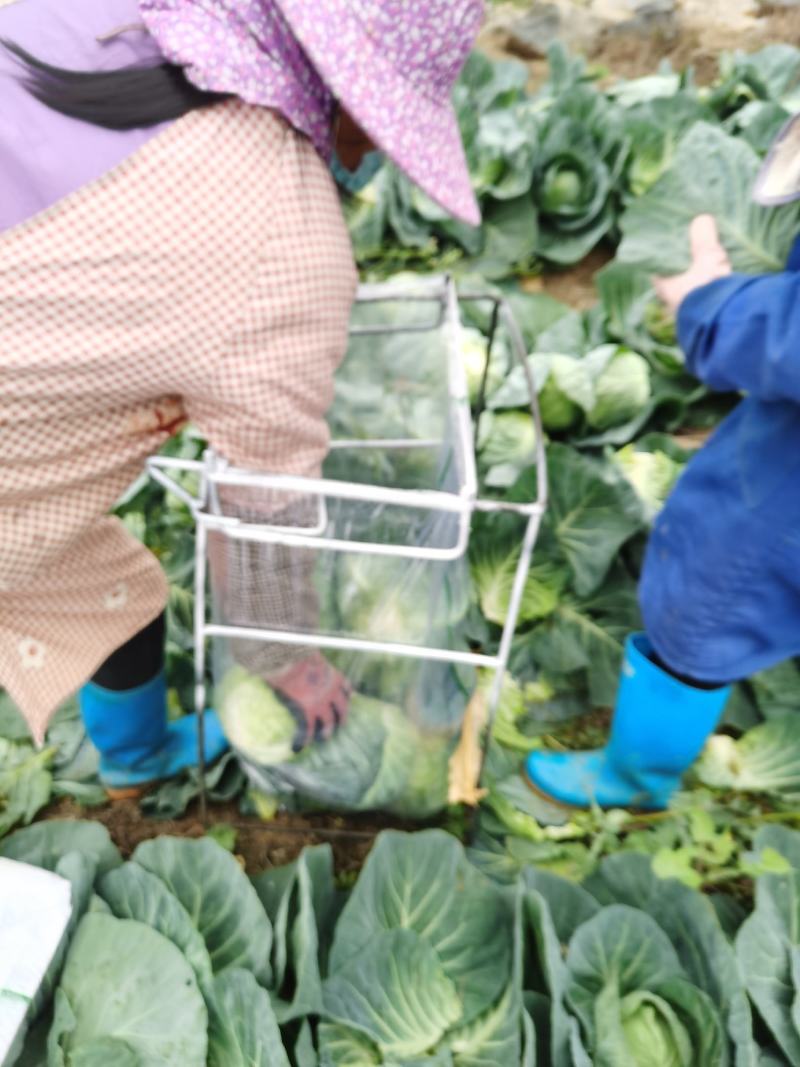 广西横州甘兰精品金包菜大量上市，产地直发，欢迎来电