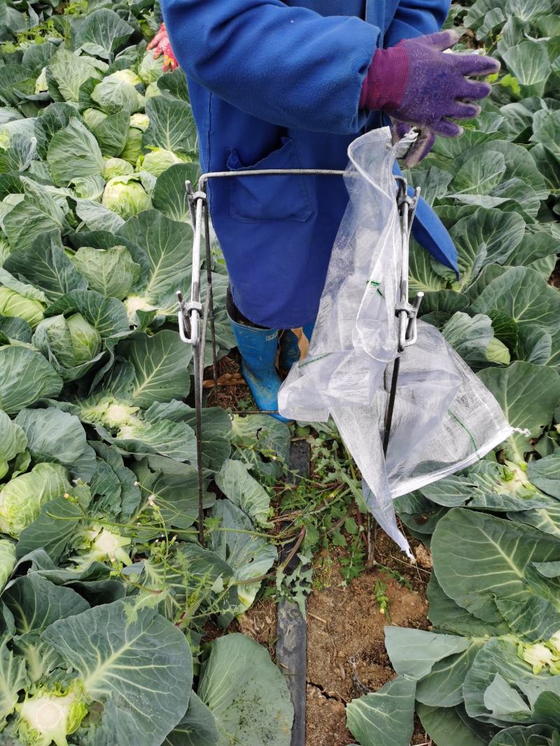 广西横州甘兰精品金包菜大量上市，产地直发，欢迎来电