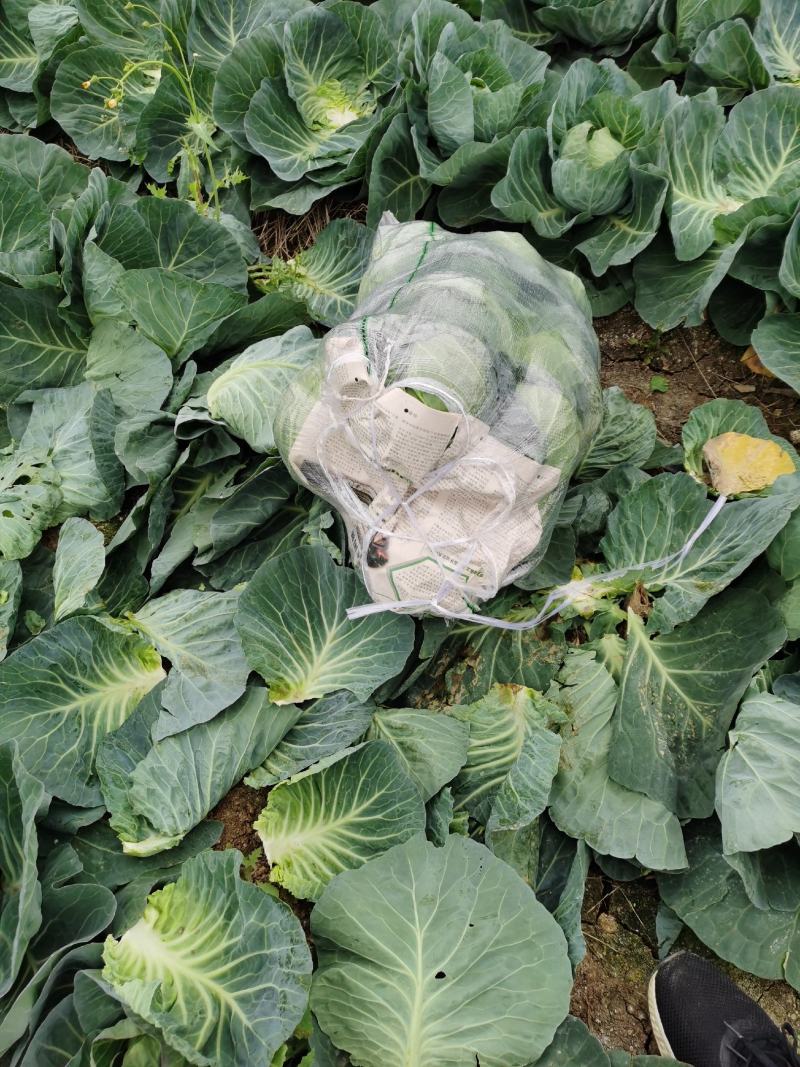 广西横州甘兰精品金包菜大量上市，产地直发，欢迎来电