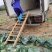 广西横州甘兰精品金包菜大量上市，产地直发，欢迎来电