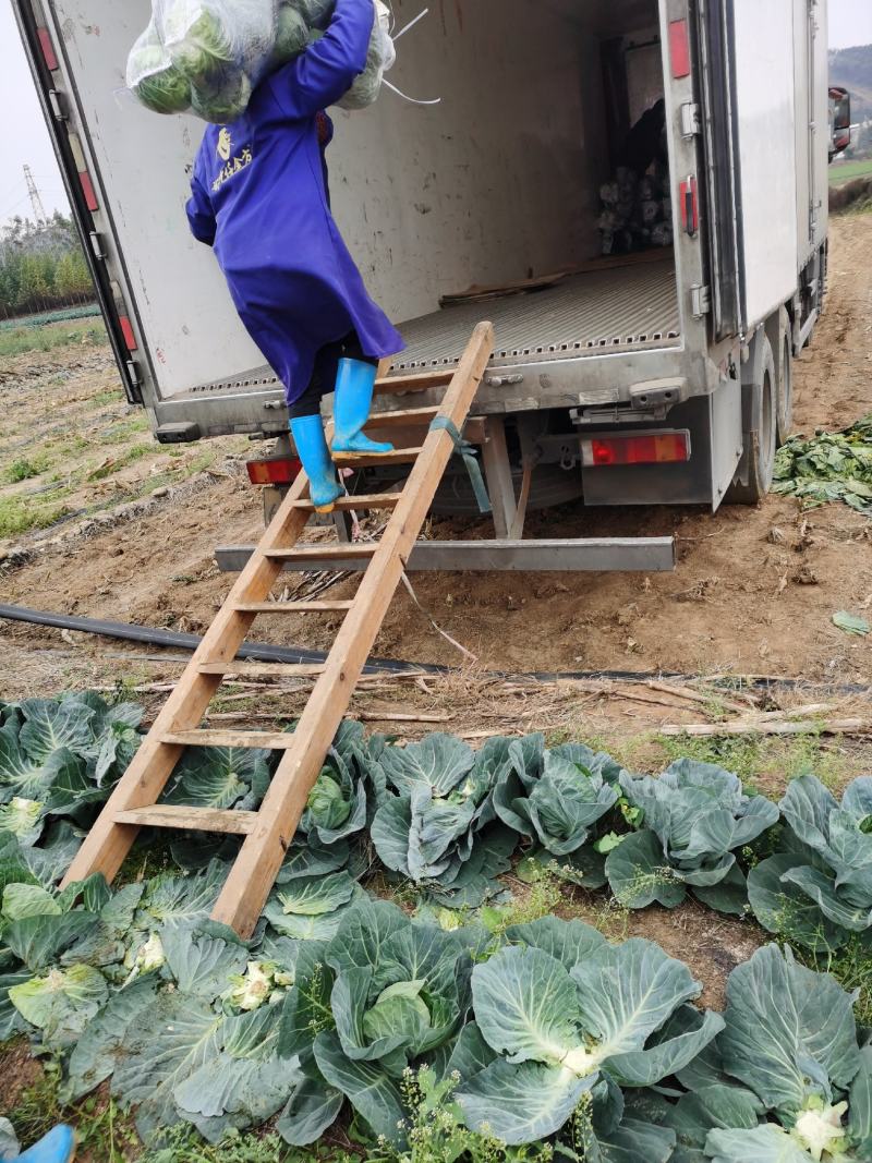 广西横州甘兰精品金包菜大量上市，产地直发，欢迎来电
