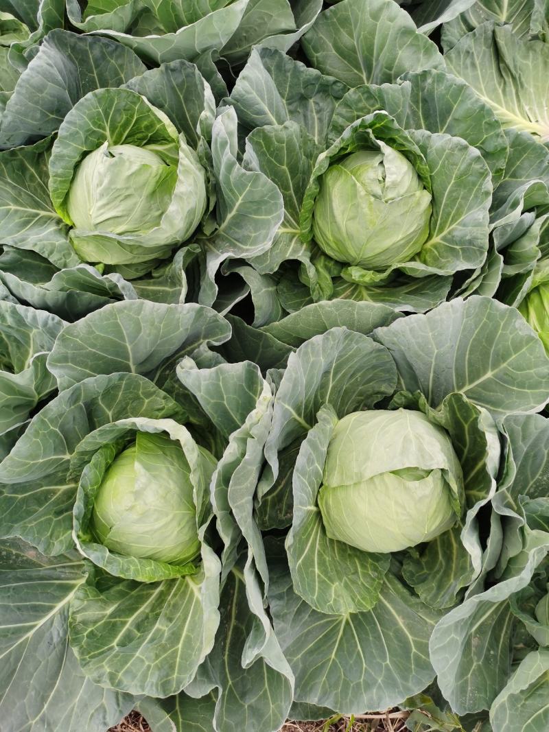 广西横州甘兰精品金包菜大量上市，产地直发，欢迎来电
