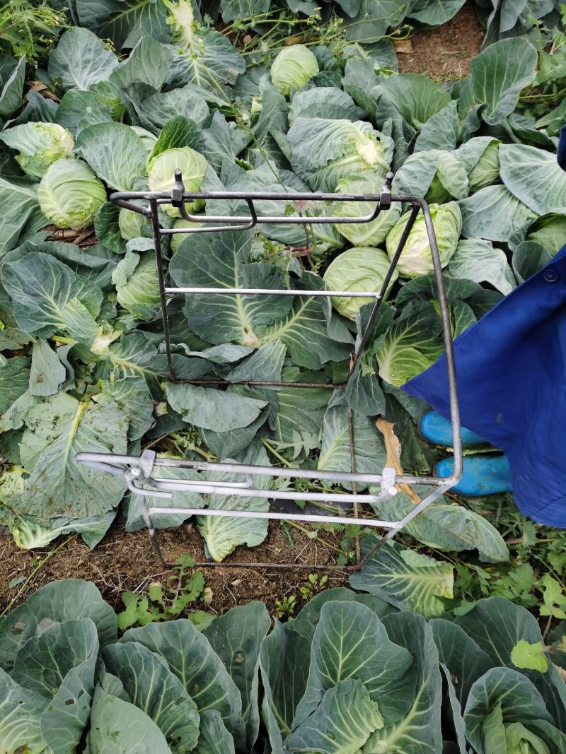 广西横州甘兰精品金包菜大量上市，产地直发，欢迎来电