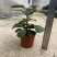 小盼菩提树盆栽植物室内花卉禅意摆件新中式办公室内桌面绿