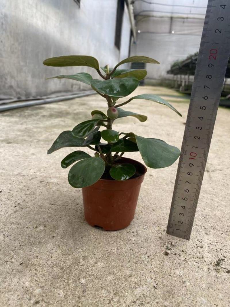 小盼菩提树盆栽植物室内花卉禅意摆件新中式办公室内桌面绿