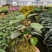 小盼菩提树盆栽植物室内花卉禅意摆件新中式办公室内桌面绿
