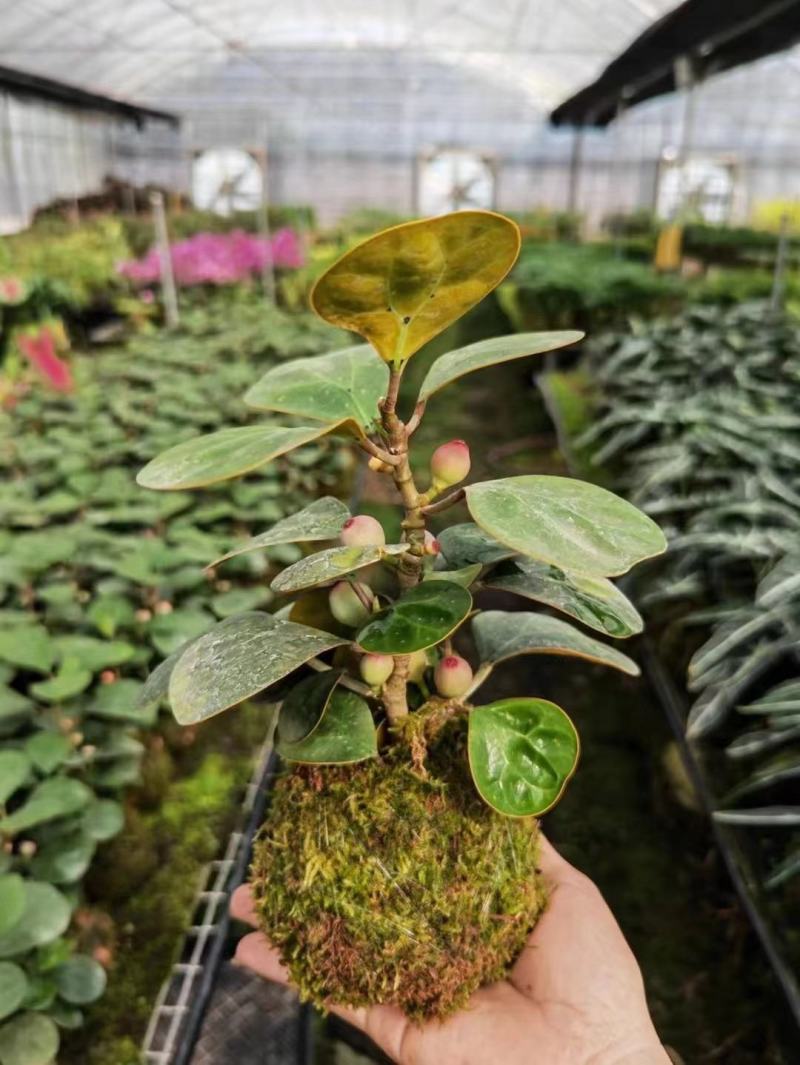小盼菩提树盆栽植物室内花卉禅意摆件新中式办公室内桌面绿