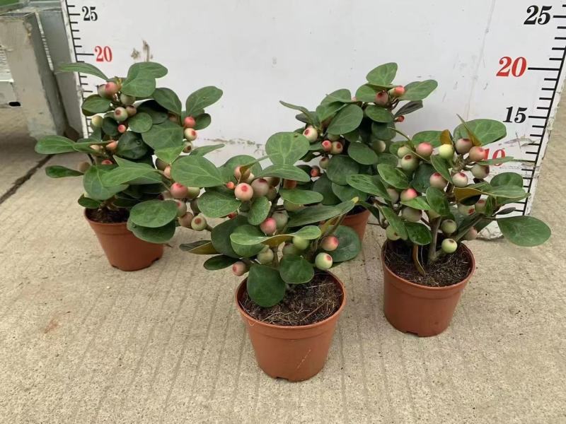 小盼菩提树盆栽植物室内花卉禅意摆件新中式办公室内桌面绿