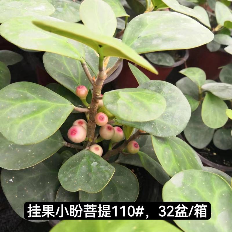 小盼菩提树盆栽植物室内花卉禅意摆件新中式办公室内桌面绿