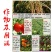 （绿叶先锋）保花保果果实膨大植物生长调节增效助剂