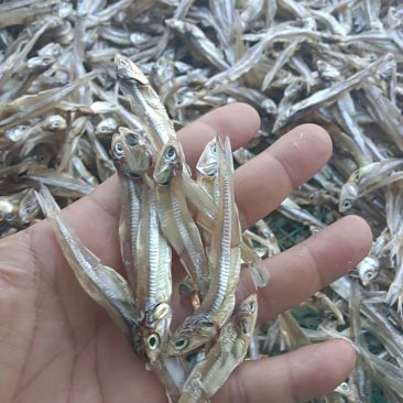 北海鱼干/公鱼干
