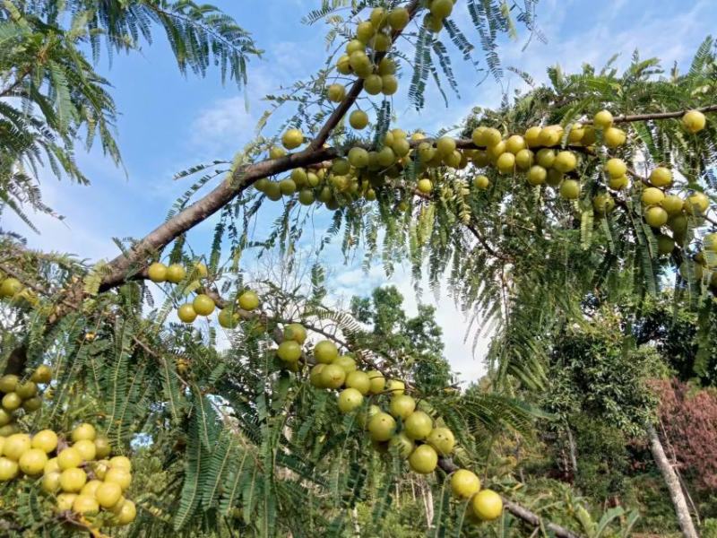 油甘果新鲜油甘果牛甘果余甘子油甘欢迎联系