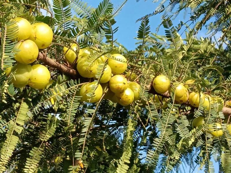 油甘果新鲜油甘果牛甘果余甘子油甘欢迎联系