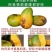 【招代理】海南小台芒芒果9斤装新鲜采摘芒果一件代发