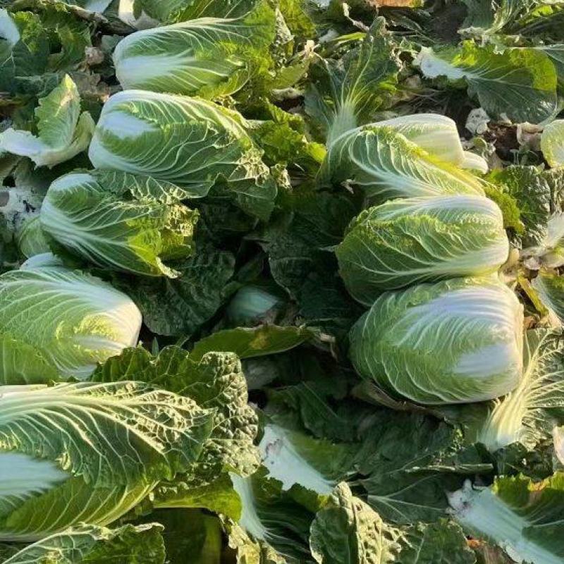 湖北黄心白菜矮棵品质保证，456斤量大价优惠