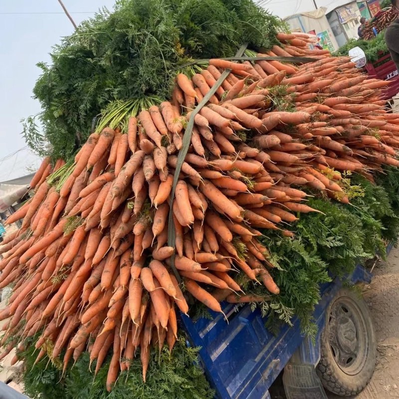 开封纯沙地胡萝卜韩国三红七寸胡萝卜大量有货欢迎来电
