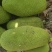 【一件代发】黄肉菠萝蜜（三亚优质产区）