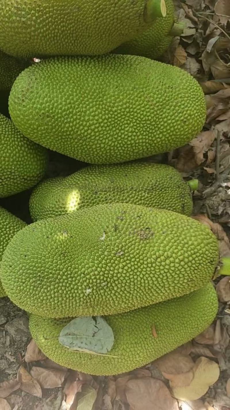 【一件代发】黄肉菠萝蜜（三亚优质产区）
