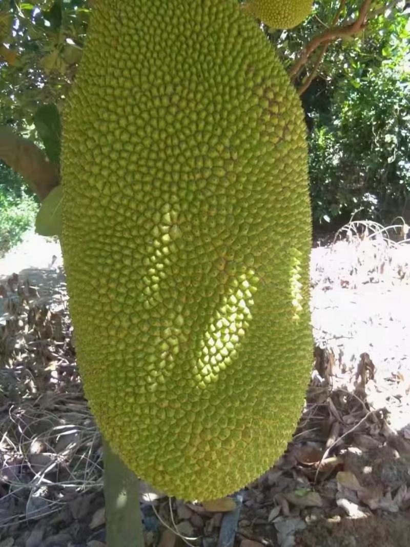 【一件代发】黄肉菠萝蜜（三亚优质产区）