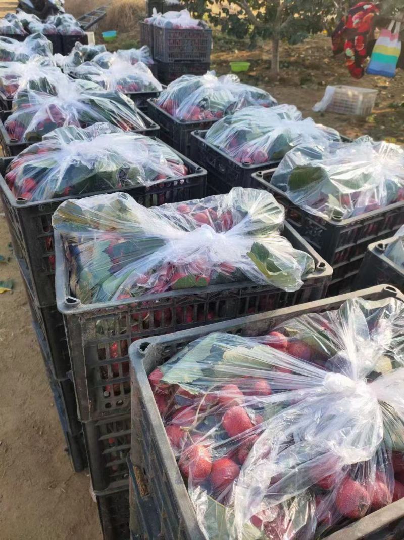 新鲜山楂果人工挑选特级果山里红大金星当季水果冰糖葫芦雪球
