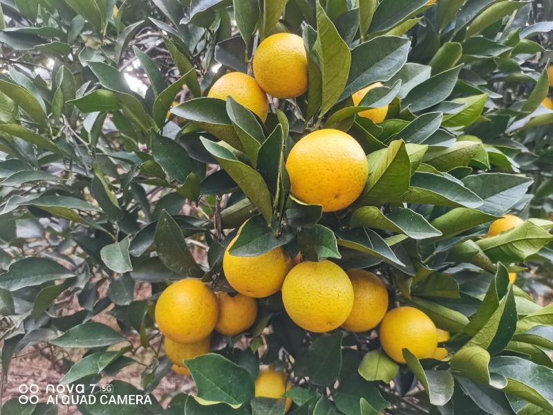 麻阳冰糖橙，基地直发，对接社区团购电商平台，货源充足