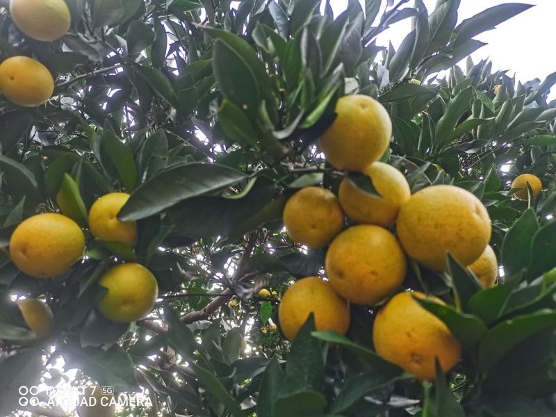 麻阳冰糖橙，基地直发，对接社区团购电商平台，货源充足