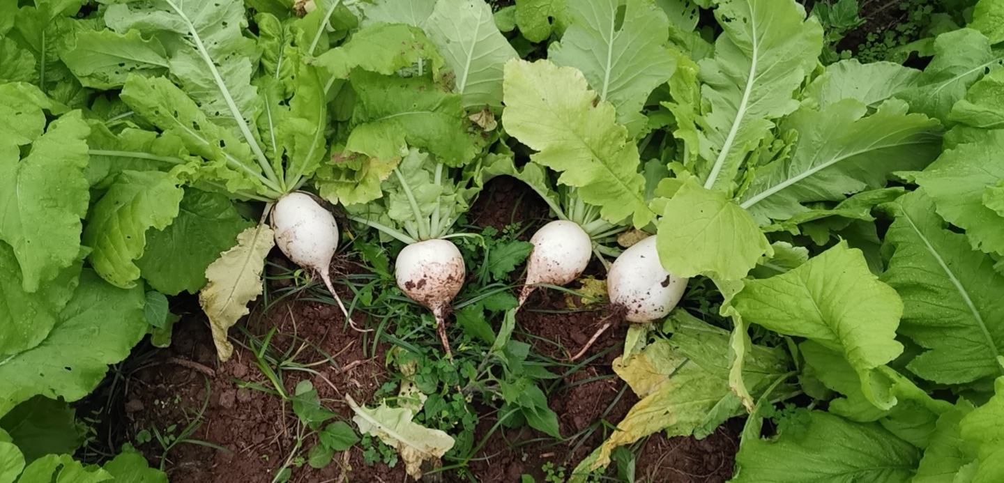 萝卜种植管理示意图