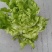 自家自家种植的白白胖胖的儿菜，无其它任何费用
