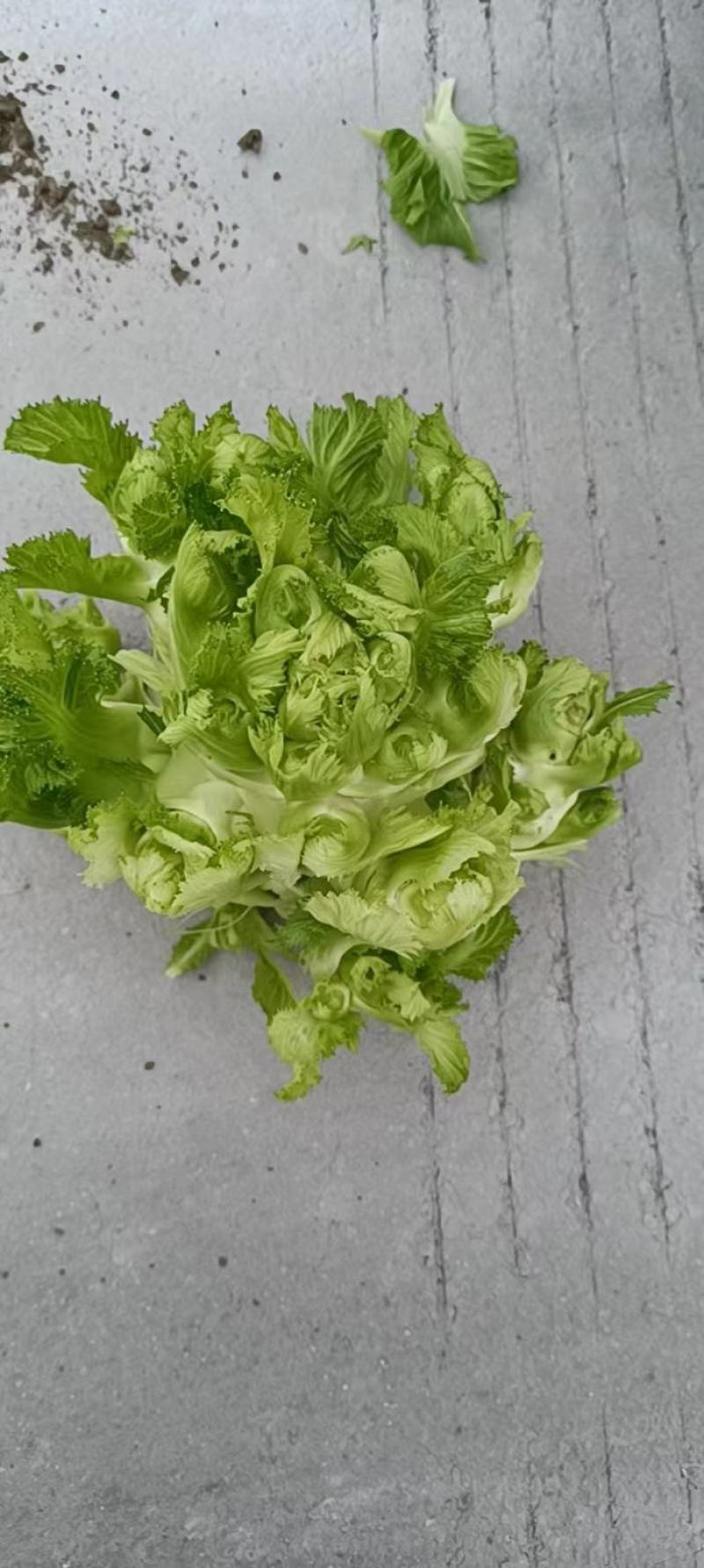 自家自家种植的白白胖胖的儿菜，无其它任何费用