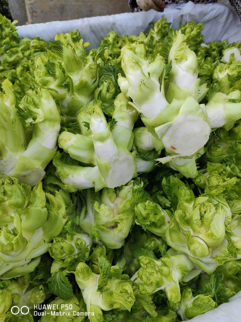 【儿菜】颜色翠绿净菜毛菜上车提供网袋纸箱周转筐泡沫箱