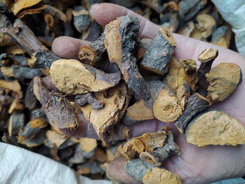 贵州铜仁野生药材生鲜个子虎杖段子或片子干品无杂质产地直发