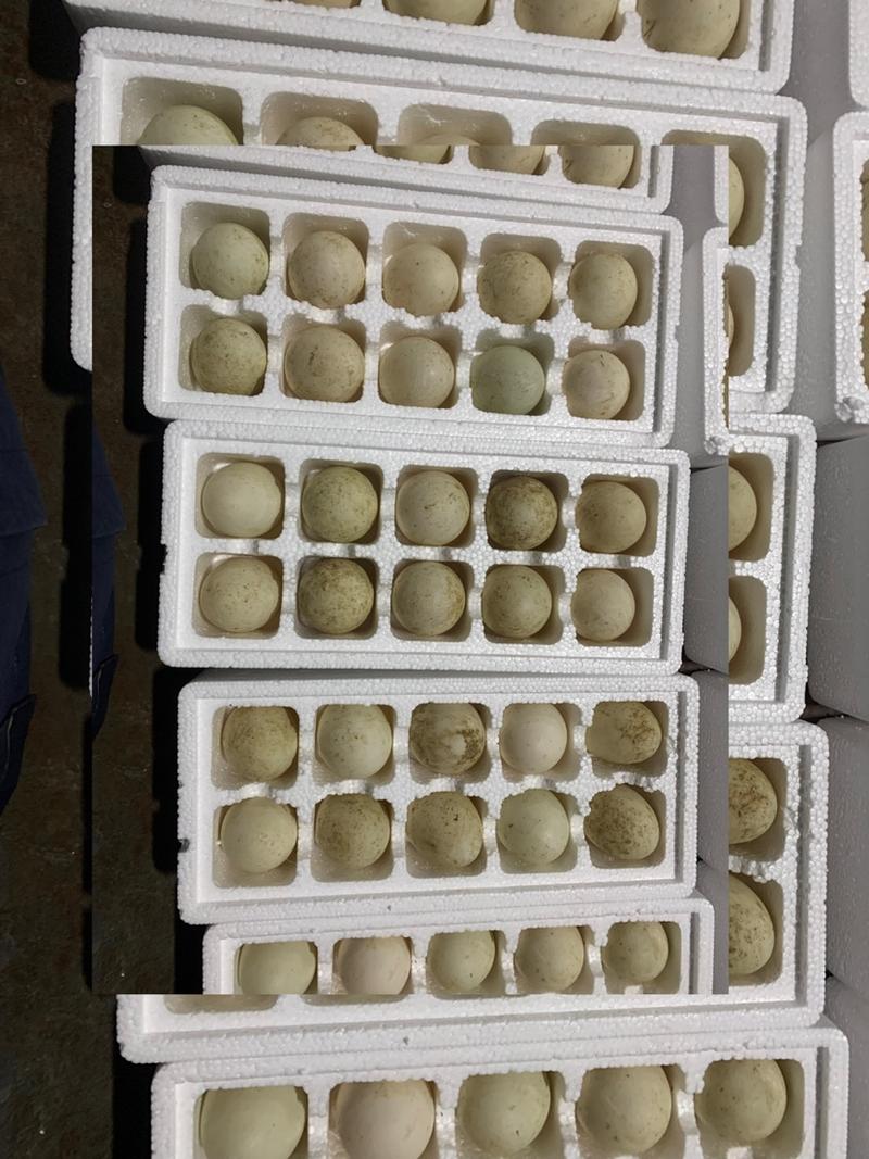 鹅蛋，盒装鹅蛋，大桶蛋，桶蛋，，桶装鹅蛋，雁鹅蛋