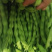棒豆无筋豆开始上市了，欢迎超市渠道电商市场对接，量大从