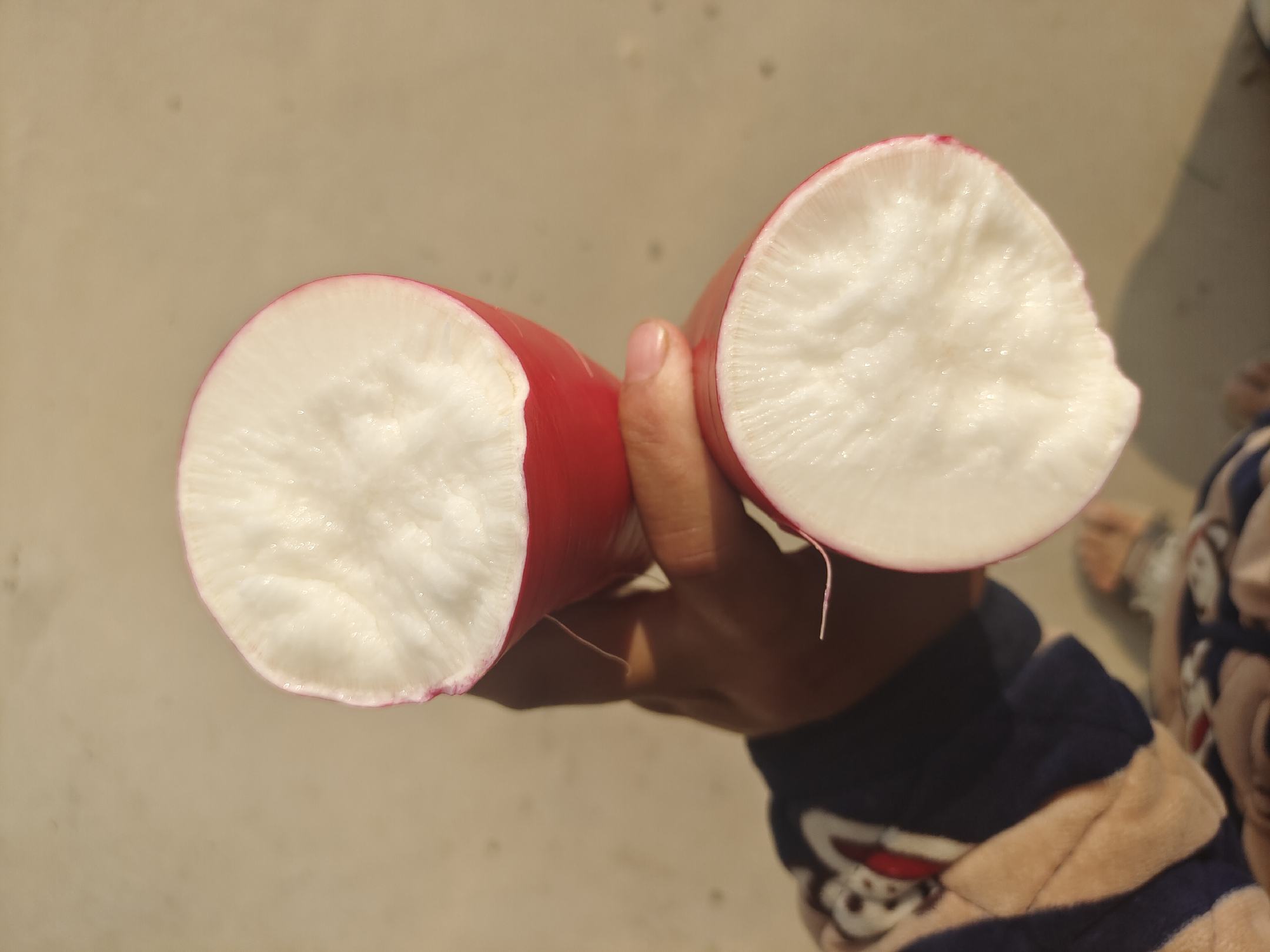 脆萝卜皮特写