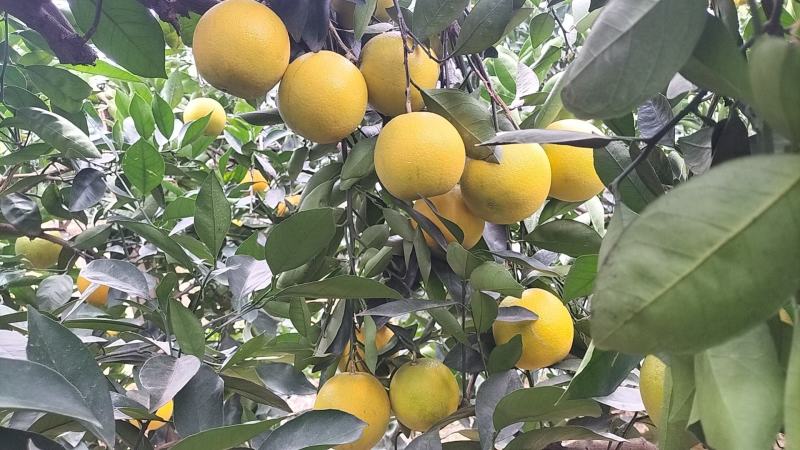 崀山农夫果园有《纽荷脐橙，血橙、7904晚橙》等橙子