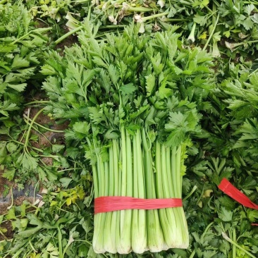 河南夏邑大棚西芹品质好产地鲜菜，全国发货
