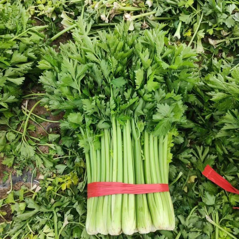 河南夏邑大棚西芹品质好产地鲜菜，全国发货