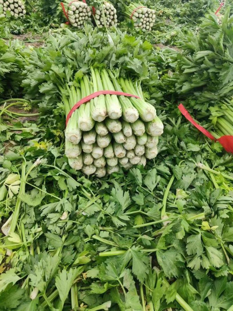 河南夏邑大棚西芹品质好产地鲜菜，全国发货