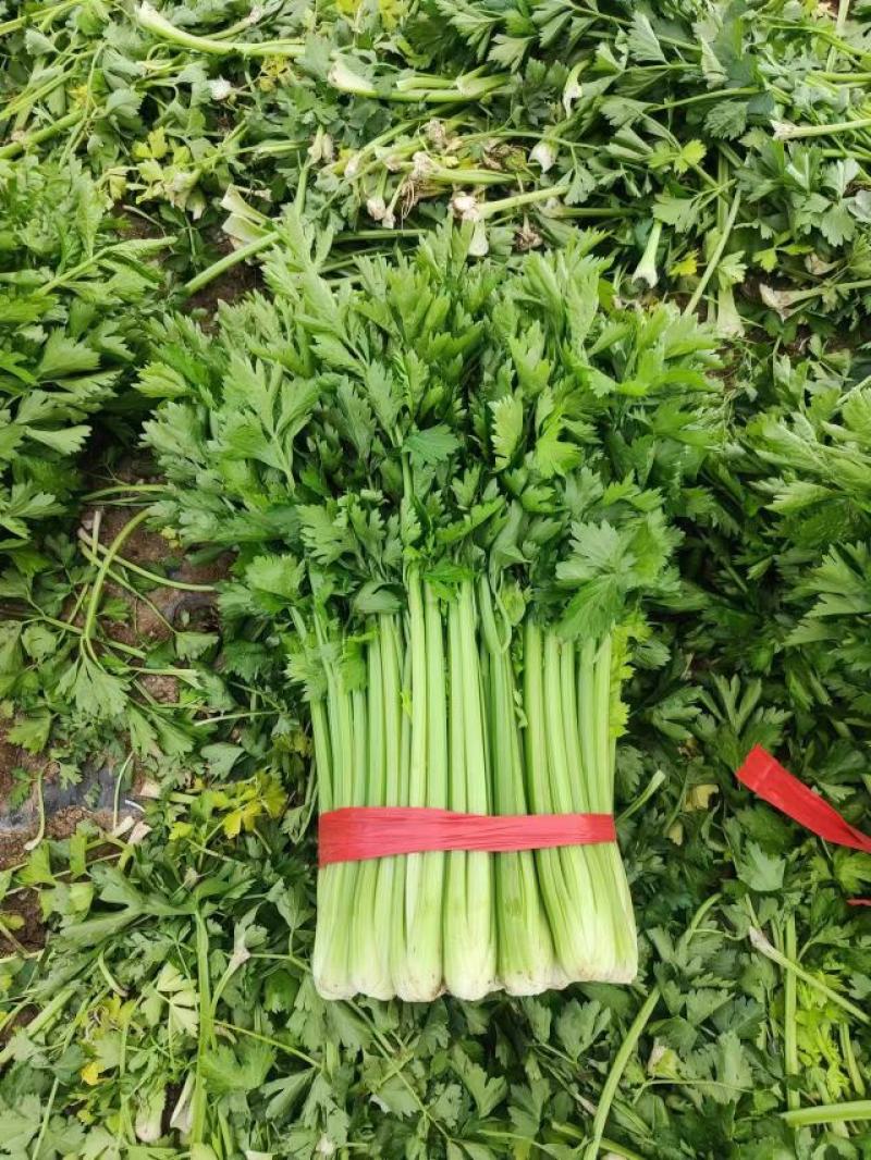 河南夏邑大棚西芹品质好产地鲜菜，全国发货