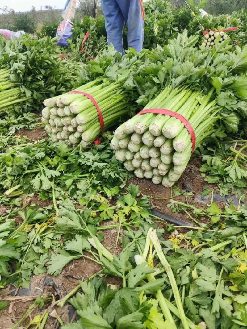 河南夏邑大棚西芹品质好产地鲜菜，全国发货