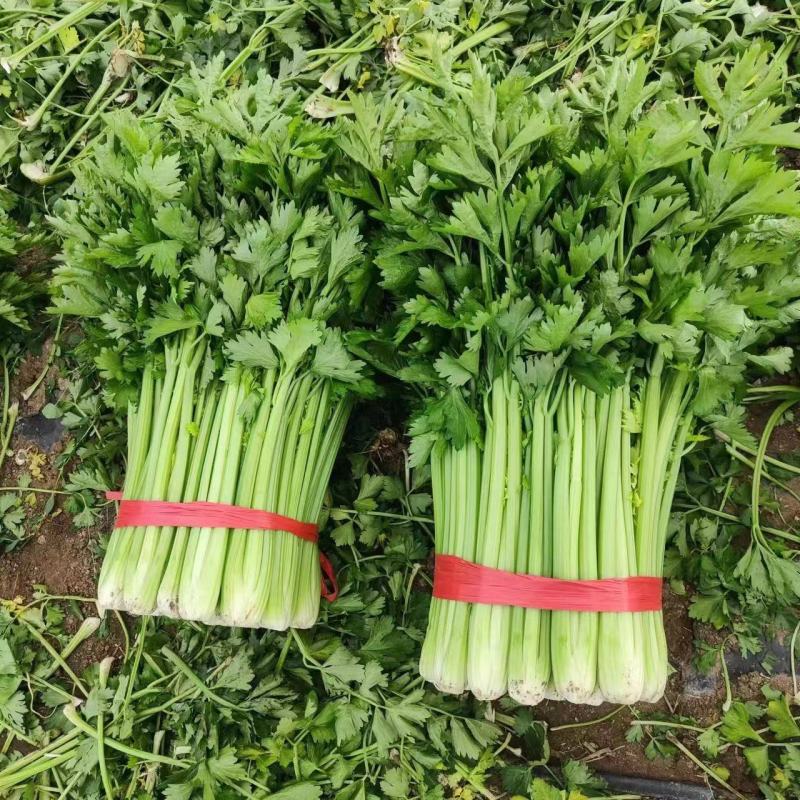 河南夏邑大棚西芹品质好产地鲜菜，全国发货