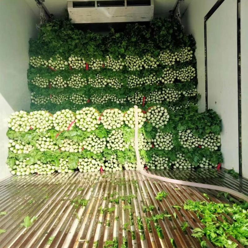 河南夏邑大棚西芹品质好产地鲜菜，全国发货