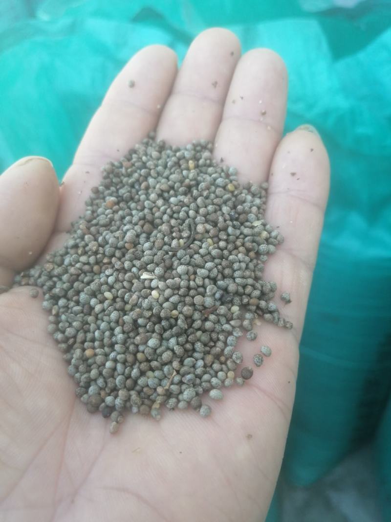 吉林深灰苏子