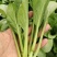 上海青大量有货安徽上海青太和油菜